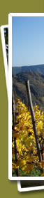 Herbstlicher Blick auf Pünderich, vom Reiler Hals aus gesehen